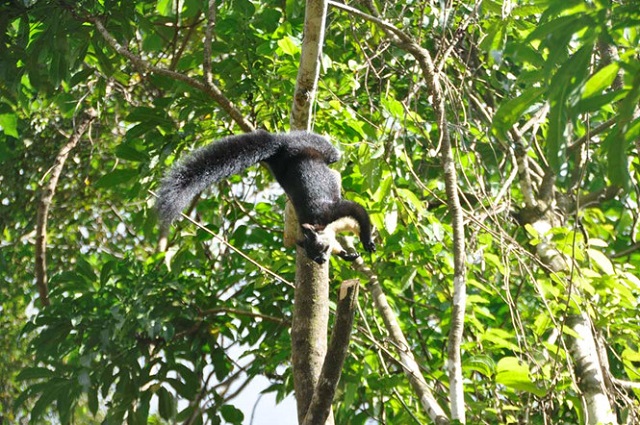 VQG Chư Mom Ray c&ograve;n nhiều lo&agrave;i động, thực vật qu&yacute; hiếm (nhất l&agrave; c&aacute;c lo&agrave;i gỗ lớn), n&ecirc;n c&ocirc;ng t&aacute;c bảo tồn cũng gặp nhiều th&aacute;ch thức