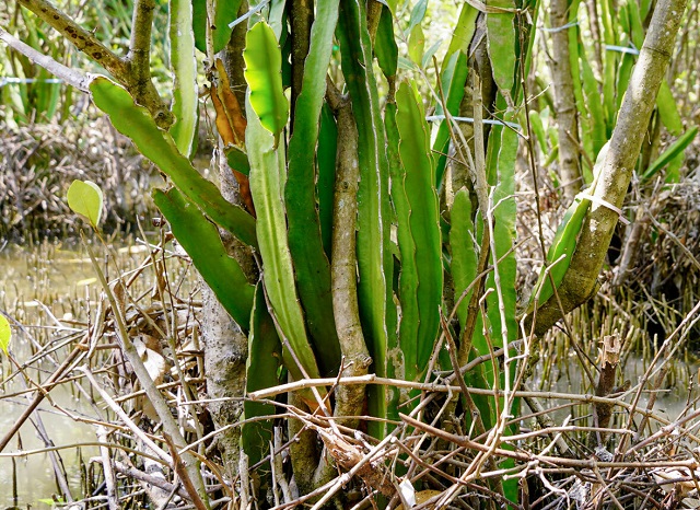 trồng thanh long tr&ecirc;n v&ugrave;ng đất ngập mặn
