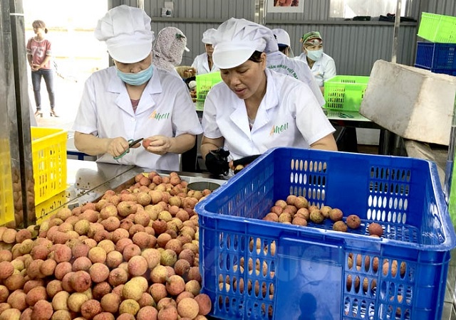 Đơn vị xuất khẩu sơ chế vải trước khi đưa đi x&ocirc;ng hơi khử khuẩn