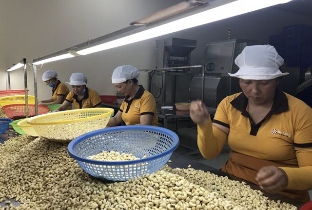 xuất khẩu hạt điều