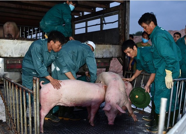 giá thịt lợn hôm nay 24/6