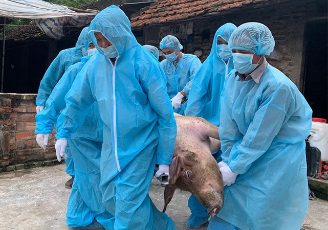 dịch tả lọn châu Phi tái phát ở Cao Bằng