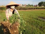 Quảng Bình: Mùa lạc ở Minh Hóa bội thu