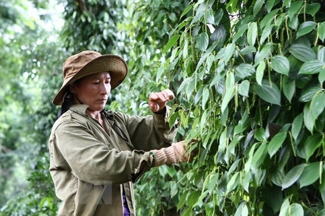 Bình Phước: Hỗ trợ 28 tỷ đồng cho người trồng tiêu