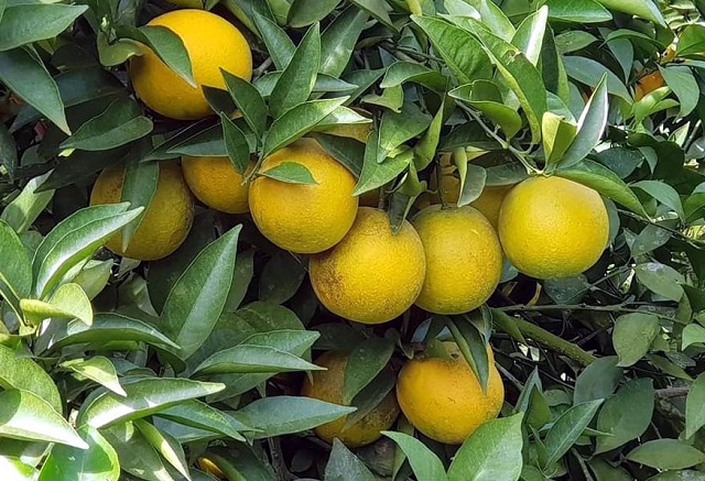 Sơn La - vùng trồng cây ăn quả lớn nhất miền bắc