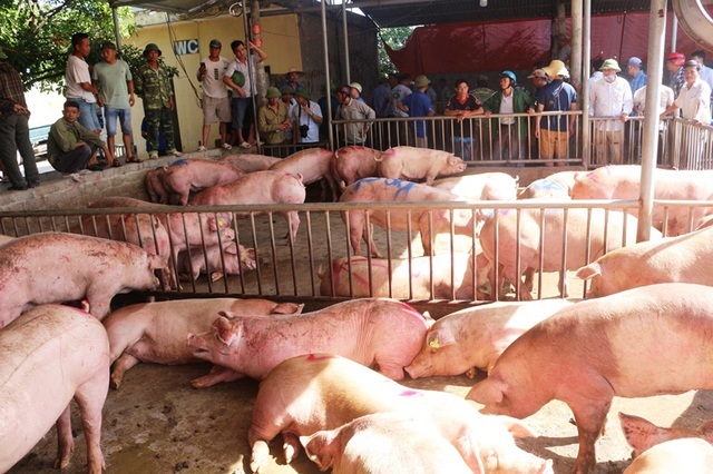 Gần 500 con lợn sống được nhập từ Thái Lan về đã được bán hết ngay cho các thương lái với giá 90.000 đồng/kg