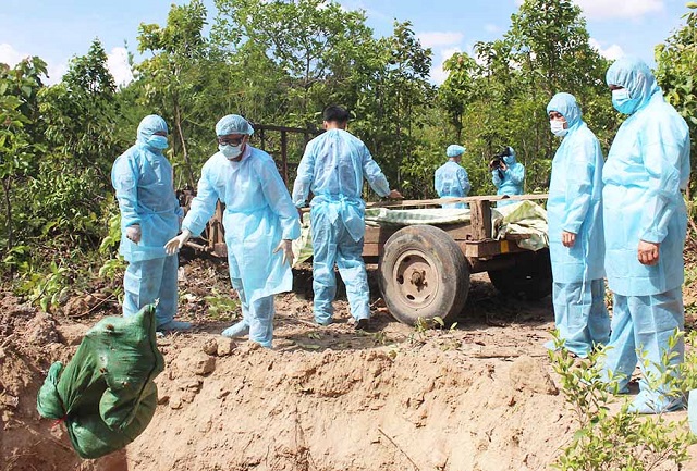ph&ograve;ng chống dịch tả lợn ch&acirc;u Phi