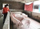 Hà Giang: Khôi phục chăn nuôi lợn sau dịch bệnh Hà Giang: Khôi phục chăn nuôi lợn sau dịch bệnh