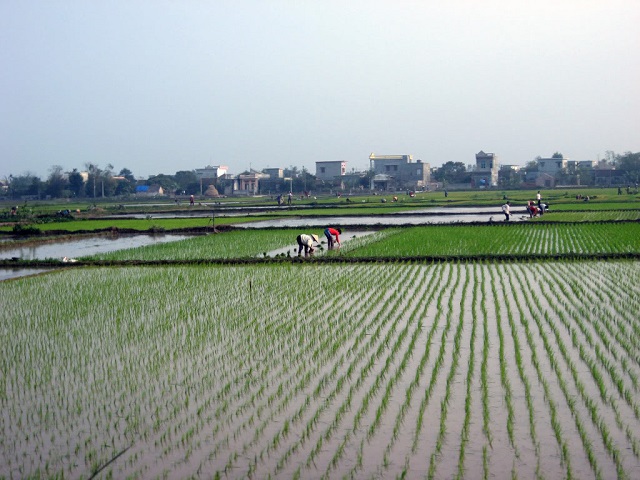 Thời tiết thuận lợi, s&acirc;u bệnh &iacute;t, đảm bảo sản xuất l&uacute;a h&egrave; thu 2020 cuối vụ thắng lợi. Đồng thời vụ thu đ&ocirc;ng mở rộng l&ecirc;n 800.000 ha l&uacute;a đặc sản, chất lượng cao.