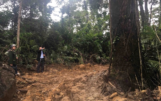 Những năm qua, huyện &ETH;ầm H&agrave; đ&atilde; l&agrave;m tốt c&ocirc;ng t&aacute;c chăm s&oacute;c, bảo vệ rừng