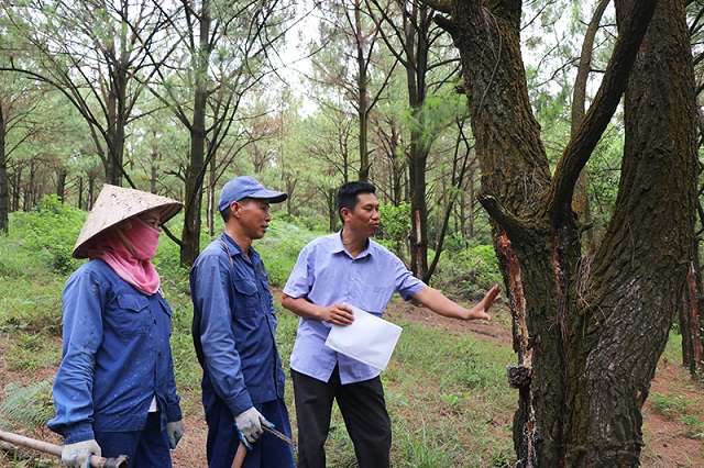 Ng&agrave;nh L&acirc;m nghiệp Quảng Ninh đang chuyển động mạnh mẽ, c&oacute; t&iacute;nh đột ph&aacute;, hướng tới ph&aacute;t triển bền vững v&agrave; gi&aacute; trị cao