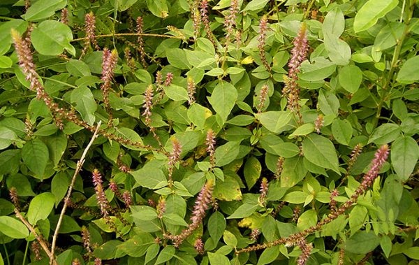 C&acirc;y cỏ xước đặc biệt l&agrave; phần rễ c&oacute; rất nhiều t&aacute;c dụng theo nghi&ecirc;n cứu của Đ&ocirc;ng y v&agrave; trong khoa học hiện đại