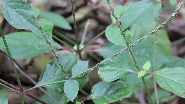 Cỏ xước c&oacute; vị đắng, hơi chua, chữa nhiều bệnh