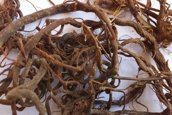 Cỏ xước phơi kh&ocirc; bảo quản để trị mụn