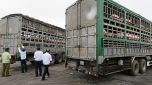 Tăng cường kiểm soát chặt chẽ vận chuyển lợn, sản phẩm từ lợn, buôn bán trái phép động vật