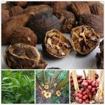 Một số loài thảo dược hỗ trợ giảm huyết áp