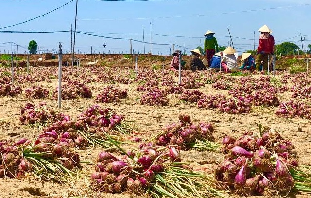 Từ giữa th&aacute;ng 6, hơn 300 hộ d&acirc;n ở th&ocirc;n Thanh Thủy, x&atilde; B&igrave;nh Hải lần lượt huy động nh&acirc;n c&ocirc;ng thu hoạch h&agrave;nh t&iacute;m