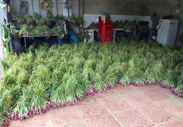 HTX N&ocirc;ng nghiệp B&igrave;nh Hải l&agrave; m&ocirc; h&igrave;nh hợp t&aacute;c x&atilde; trồng h&agrave;nh t&iacute;m đạt chứng nhận VietGAP tại Quảng Ng&atilde;i