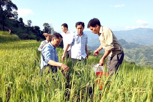 nu&ocirc;i c&aacute; ch&eacute;p ở Ho&agrave;ng Su Ph&igrave;