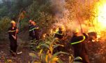 Nghệ An: Cháy rừng bùng phát trở lại