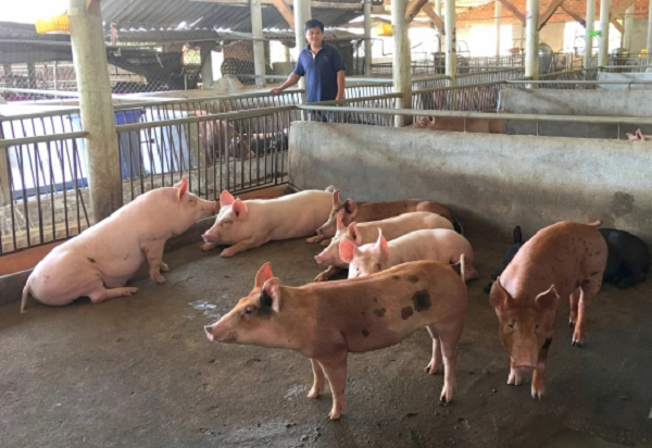 giá thịt lợn hôm nay 30/6