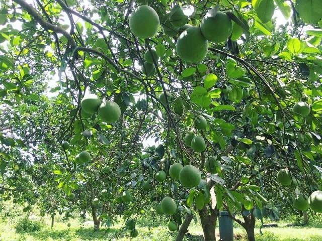 bưởi áp dụng quy trình sản xuất theo phương pháp hữu cơ, tiêu chuẩn VietGap tại thôn Núi Bé