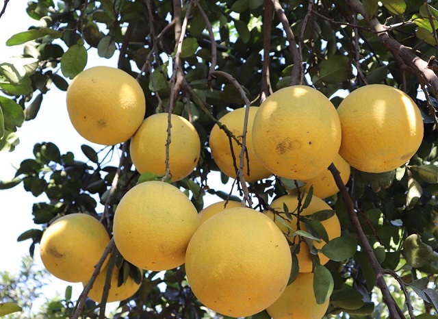 Nhờ trồng bưởi theo tiêu chuẩn VietGAP mà chất lượng bưởi Núi Bé thơm ngon, thời gian bảo quản cũng được lâu hơn so với sản phẩm thường