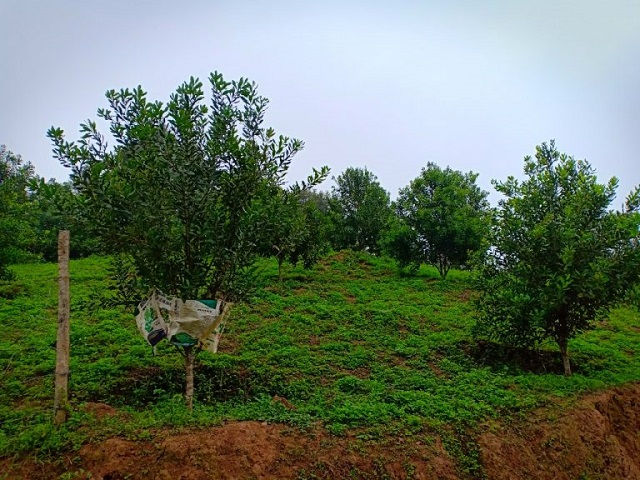 trồng mắc ca ở điện biên