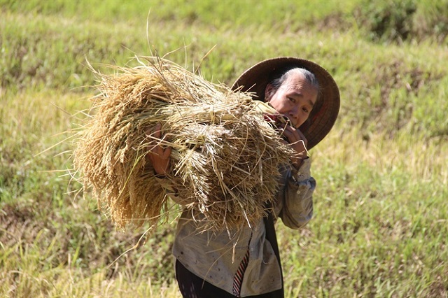 Japonica J02 tại Đ&agrave; Bắc đem lại cơ hội tho&aacute;t ngh&egrave;o cho đồng b&agrave;o v&ugrave;ng cao