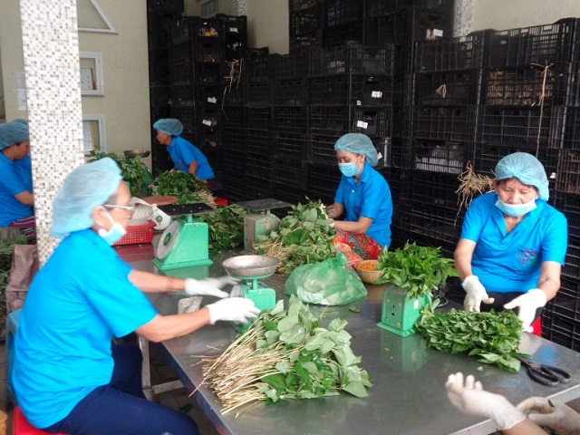 Long An: Hợp t&aacute;c x&atilde; kết nối 151 hộ trồng rau an to&agrave;n