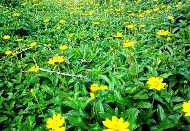 Với đặc t&iacute;nh dược l&yacute; cao v&agrave; được trồng nhiều, dễ kiếm, c&acirc;y s&agrave;i đất đ&atilde; v&agrave; đang được giới y dược sử dụng phổ biến để b&agrave;o chế c&aacute;c loại thuốc trị mụn.