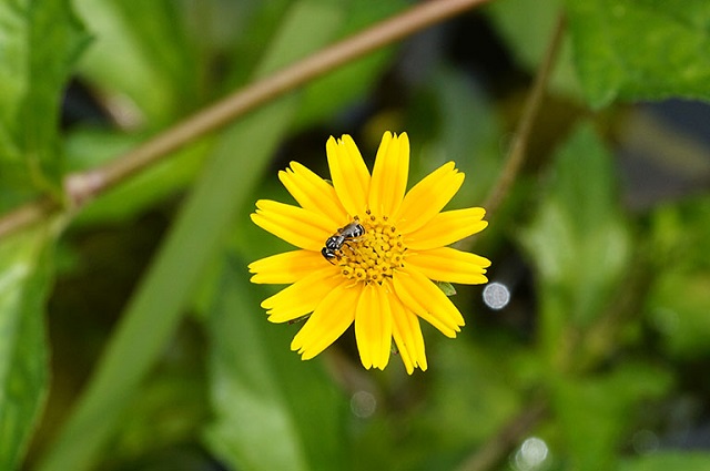 Gi&atilde; n&aacute;t s&agrave;i đất rồi sắc lấy nước uống để đẩy l&ugrave;i mụn