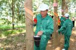 Giá cao su hôm nay 1/7: Khởi đầu tháng mới tăng nhẹ