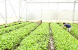 Nhân rộng mô hình sản xuất sạch tại Hà Nội