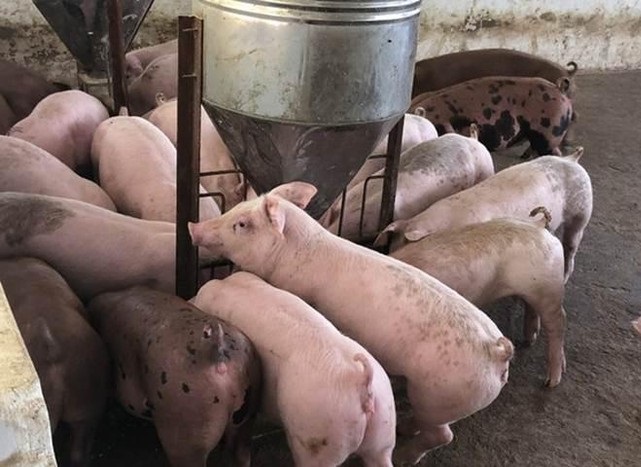 giá thịt lợn hôm nay 2/7