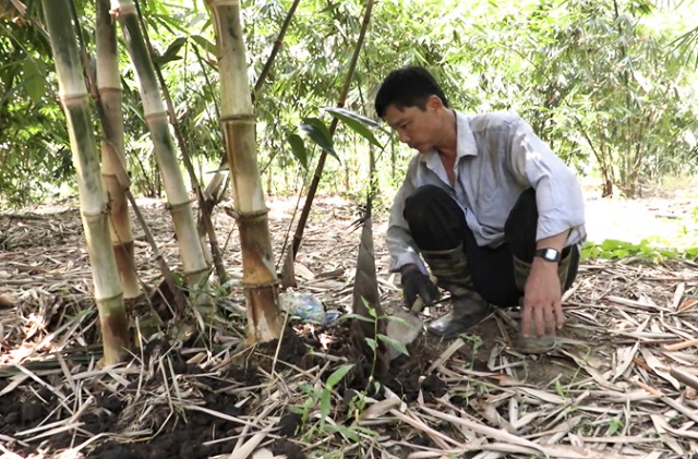 trồng tre lấy măng ở Vũng T&agrave;u