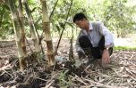 Bà Rịa - Vũng Tàu: Hiệu quả từ mô hình trồng tre lấy măng