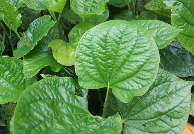 C&oacute; 3 c&aacute;ch chữa bệnh vi&ecirc;m xoang bằng l&aacute; lốt được &aacute;p dụng phổ biến v&agrave; mang lại hiệu quả