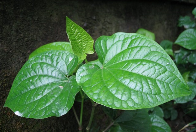 X&ocirc;ng hơi l&agrave; c&aacute;ch chữa vi&ecirc;m xoang bằng l&aacute; lốt đơn giản, an to&agrave;n v&agrave; hiệu quả ngay tại nh&agrave;