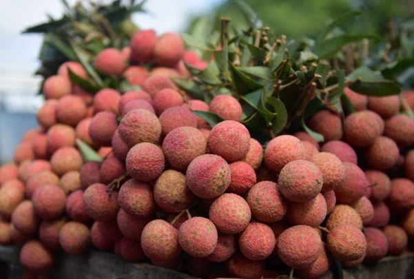 T&iacute;nh đến thời điểm hiện tại quả vải tại Bắc Giang đ&atilde; ti&ecirc;u thụ thuận lợi cả thị trường trong nước v&agrave; xuất khẩu