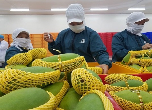 xo&agrave;i c&aacute;t H&ograve;a Lộc