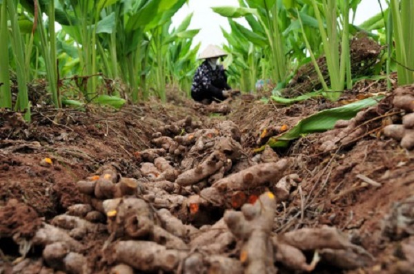 nghệ ch&iacute; t&acirc;n hưng y&ecirc;n