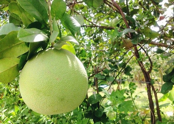 Thanh trà là một loại sản phẩm đặc sảnh của Huế.