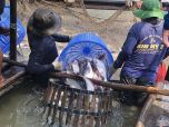 Xuất khẩu cá tra 6 tháng đầu năm giảm sâu