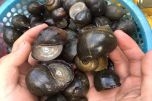 Phú Thọ: Hiệu quả kinh tế cao nhờ mô hình nuôi ốc nhồi