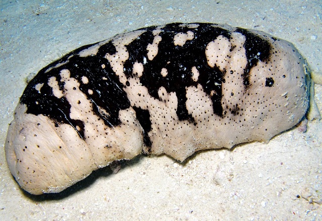 Hải s&acirc;m v&uacute; trắng l&agrave; một trong những lo&agrave;i kh&oacute; sản xuất giống tr&ecirc;n thế giới