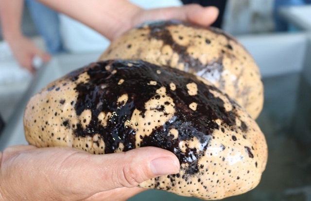 Hải s&acirc;m v&uacute; trắng l&agrave; một trong những lo&agrave;i kh&oacute; sản xuất giống tr&ecirc;n thế giới