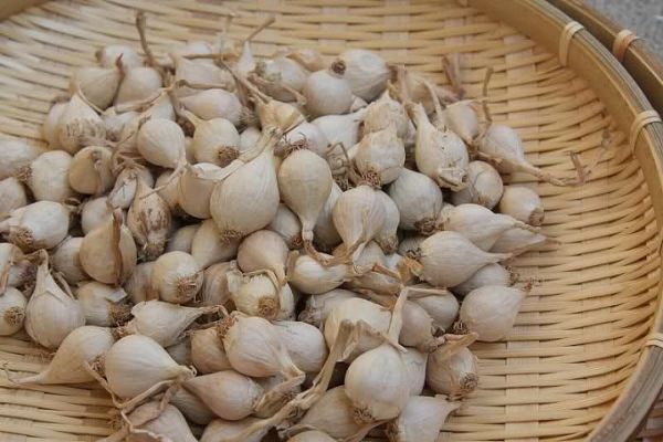 Quảng Ngãi làm lễ đón nhận bảng chứng nhận Chỉ dẫn địa lý tỏi Lý Sơn Quảng Ngãi làm lễ đón nhận bảng chứng nhận Chỉ dẫn địa lý tỏi Lý Sơn