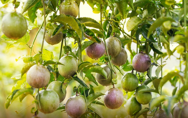 Th&uacute;c đẩy ph&aacute;t triển sản xuất chanh leo bền vững