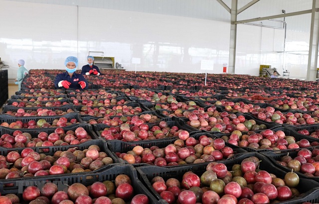 Th&uacute;c đẩy ph&aacute;t triển sản xuất chanh leo bền vững